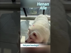 ¿Cómo vendar la pata de tu mascota?